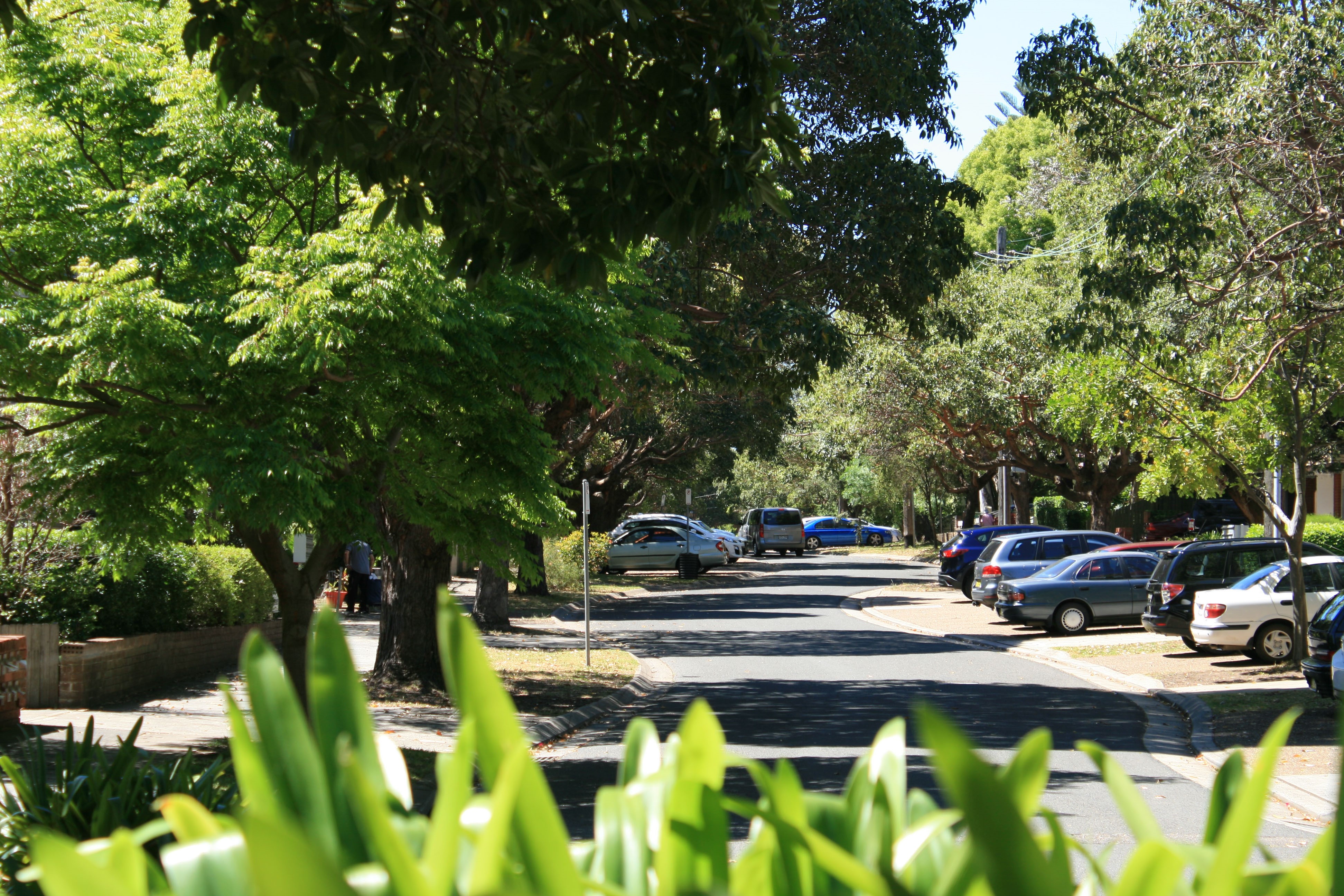  Street lined with trees